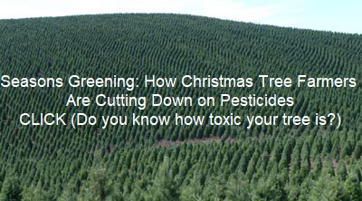 Seasons Greening: How Christmas Tree Farmers Are Cutting Down on Pesticides Seasons Greening: How Christmas Tree Farmers Are Cutting Down on Pesticides